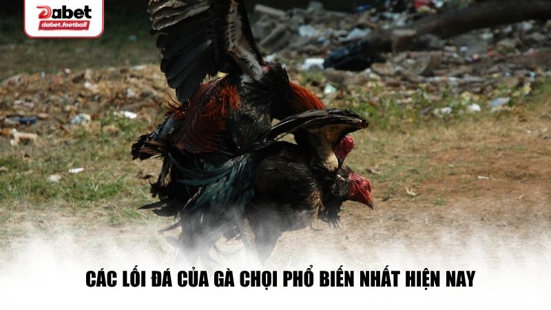 Các lối đá của gà chọi phổ biến nhất hiện nay
