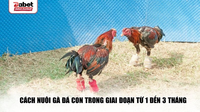 Cách nhận diện các lối đá của gà chọi