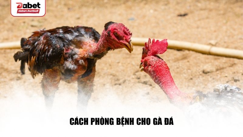 Cách lựa chọn gà theo lối đá phù hợp