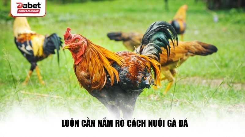 Vai trò quan trọng khi nắm rõ cách nuôi gà đá
