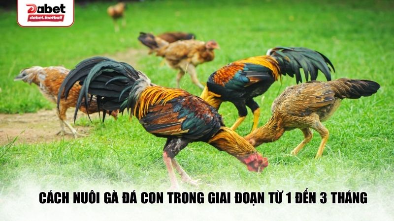 Cách nuôi gà đá con trong giai đoạn từ 1 đến 3 tháng