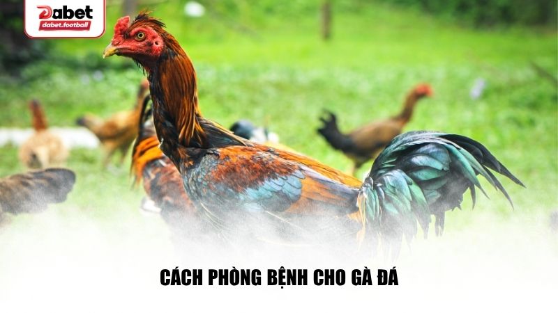 Cách phòng bệnh cho gà đá