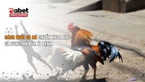 Cách nuôi gà đá