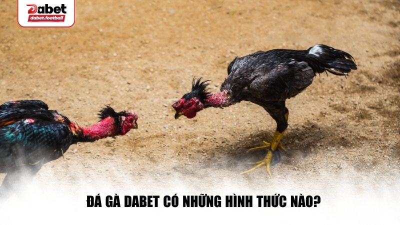 Đá gà Dabet có nhiều sàn cược thú vị