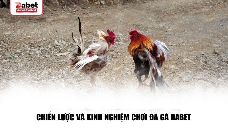 Chiến lược và kinh nghiệm chơi đá gà Dabet