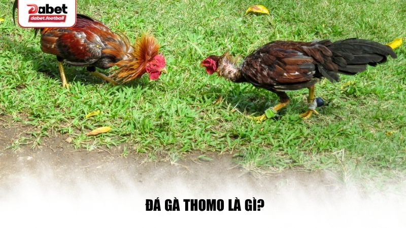 Đá gà Thomo là gì?