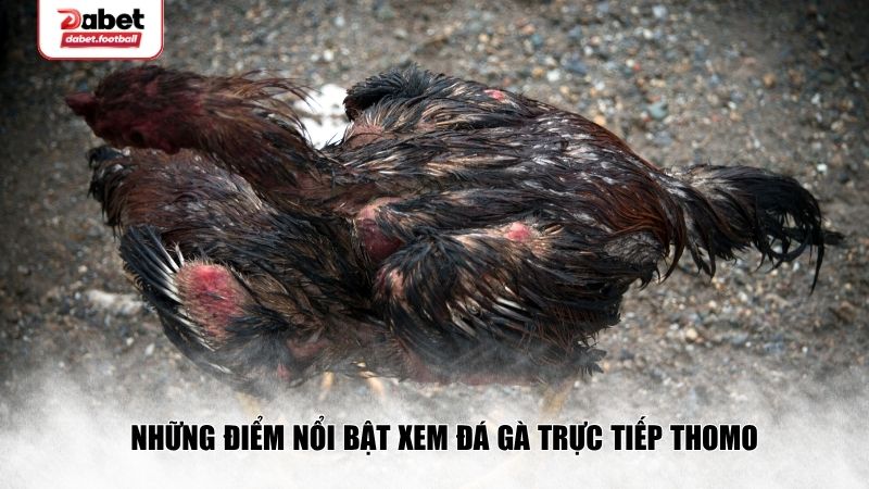 Những điểm nổi bật xem đá gà trực tiếp thomo hôm nay