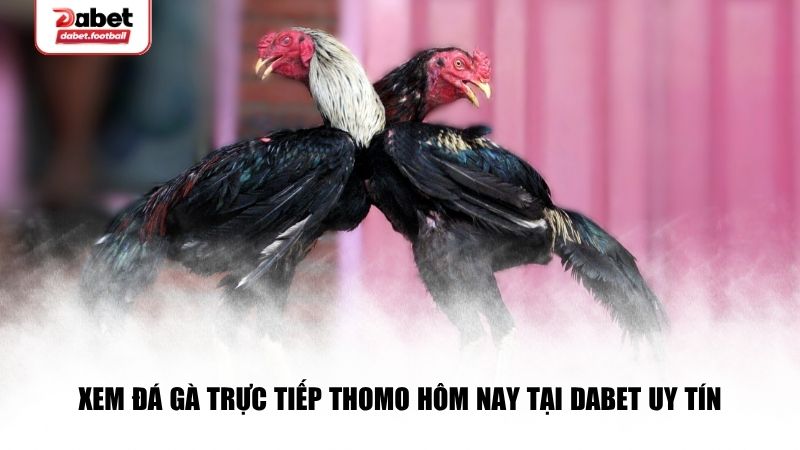 Xem đá gà trực tiếp thomo hôm nay tại Dabet uy tín