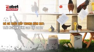 đá gà trực tiếp Thomo hôm nay