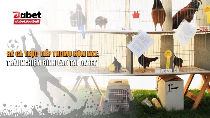 đá gà trực tiếp Thomo hôm nay
