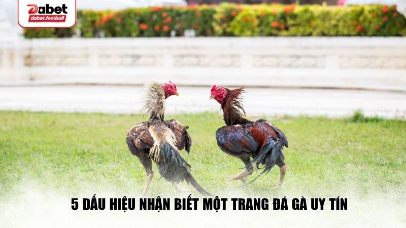5 Dấu hiệu nhận biết một trang đá gà uy tín