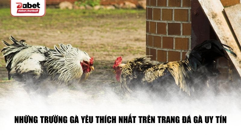 Những trường gà được yêu thích nhất trên trang đá gà uy tín